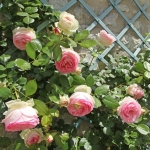 Pierre de Ronsard / П’єр де Ронсар